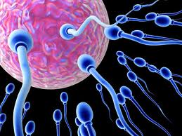På Frejaskolan i Gnesta är man steget före i NO - att spermier är aktiva och ägg passiva är ett föråldrat synsätt