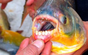 Den testikelätande pacufisken har synts till i svenska vattendrag - troligen är den specialimporterad av genusmaffian